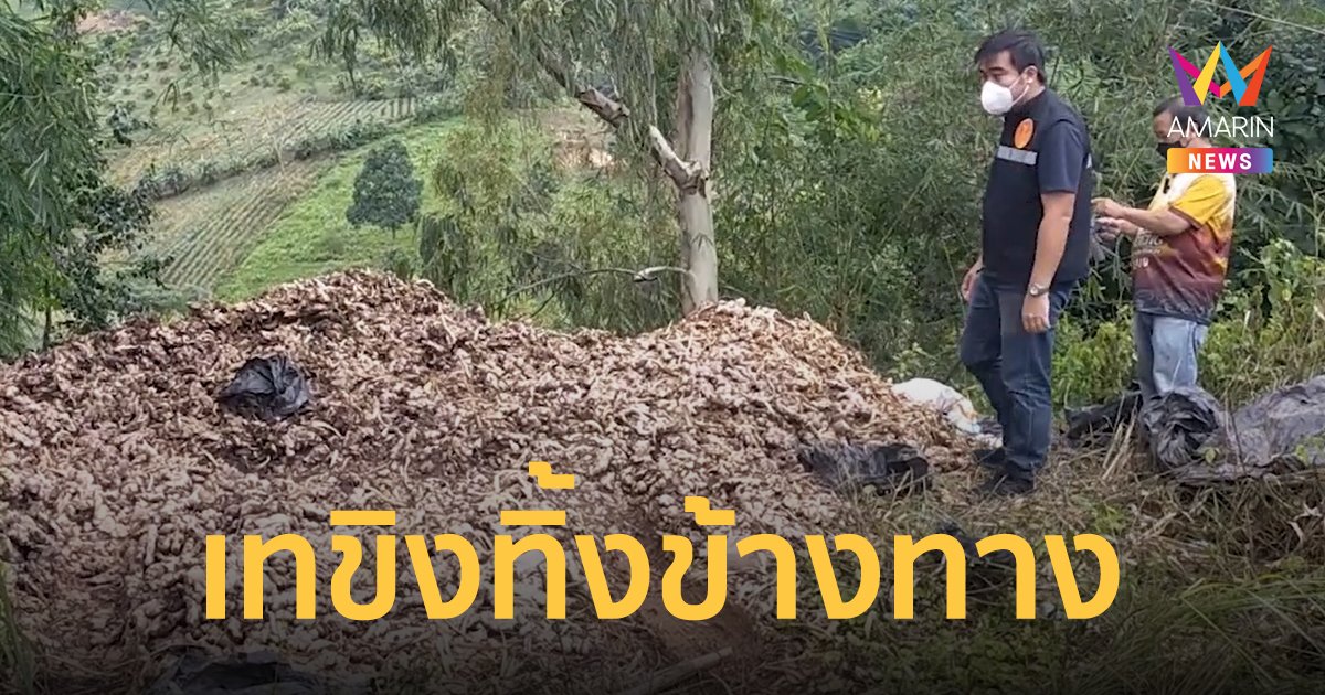 เกษตรกรไร่ขิงเดือดร้อนหนัก ไม่มีพ่อค้ารับซื้อ ต้องเอาไปเททิ้งตามข้างทาง!