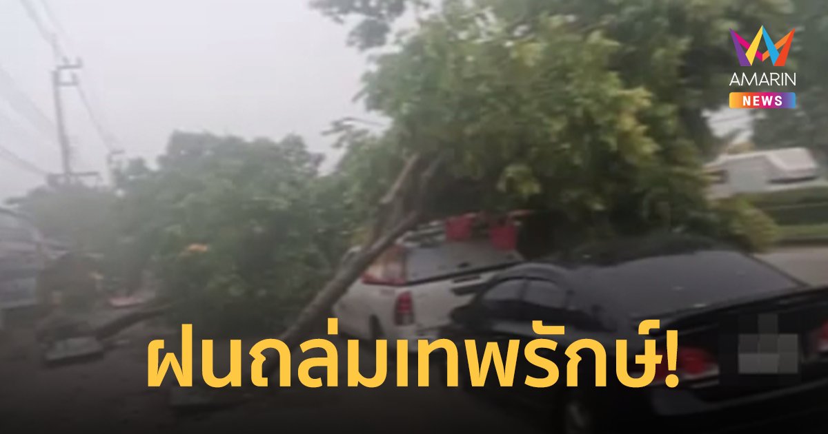 กู้ซากต้นไม้ ฝนถล่มเทพรักษ์ ล้มกว่า 40 ต้น ทับรถยนต์เสียหายกว่า 10 คัน