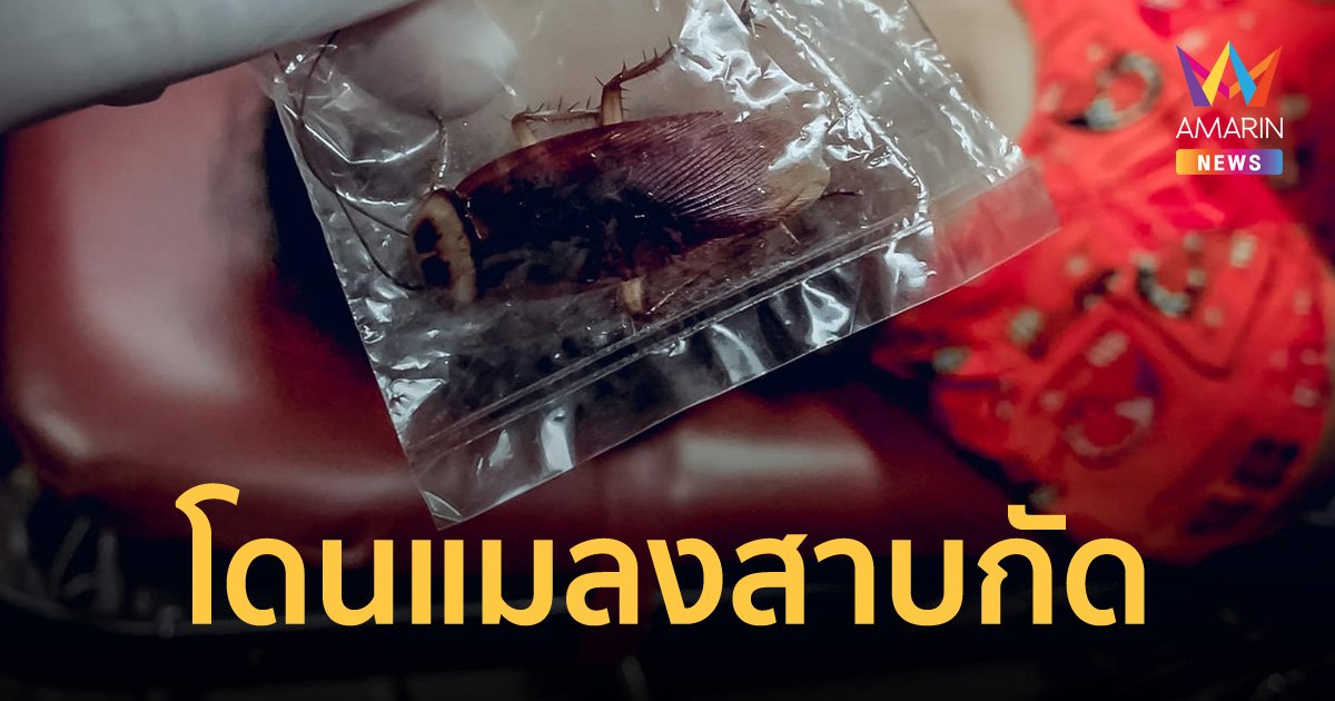 แมลงสาบกัดสาวเมียนมาตอนหลับ ปวดแผล เวียนหัว แน่นหน้าอก ต้องหามส่ง รพ.