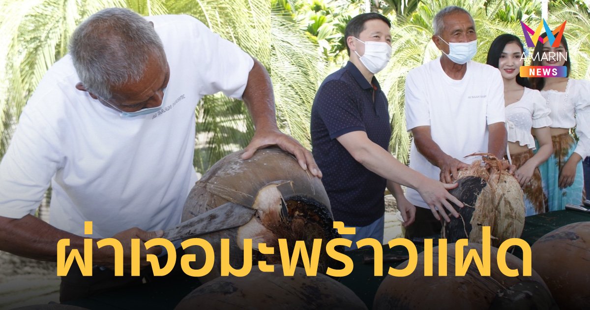 สวนนงนุช ผ่ามะพร้าวทะเล พบลูกแฝดมูลค่าเกือบล้านบาท! เตรียมนำไปขยายพันธุ์ต่อ