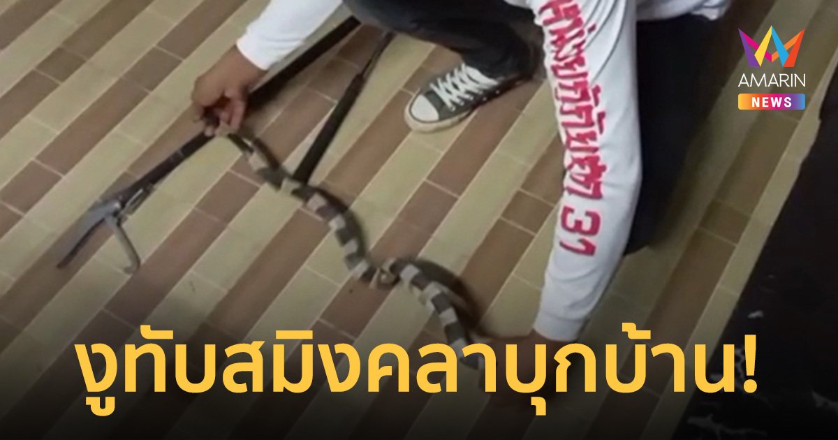 ชาวบ้านผวาแจ้งกู้ภัยจับ "งูทับสมิงคา" หลังเจอนอนขดอยู่ใต้ตู้เย็น