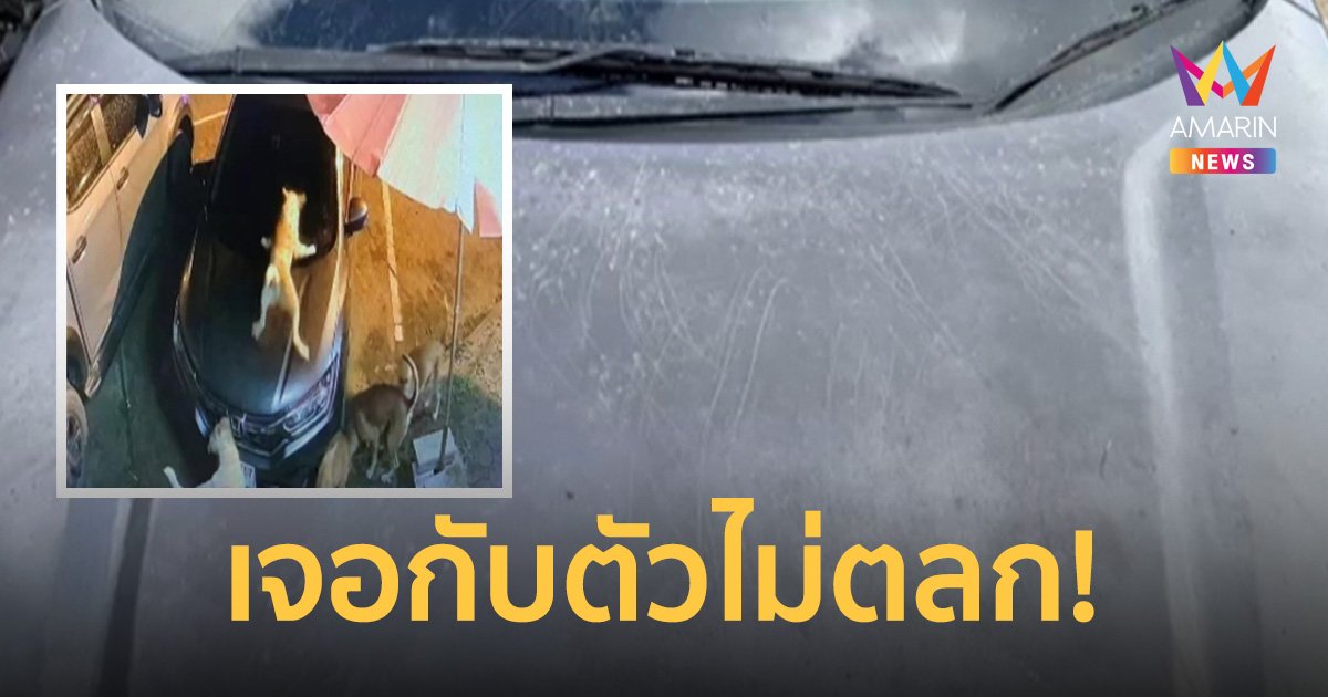 สุนัขจรจัดขึ้นเหยียบกระโปรงรถ ถูกเล็บขีดข่วนเสียหาย เจ้าของรถวอนหน่วยงานดูแล