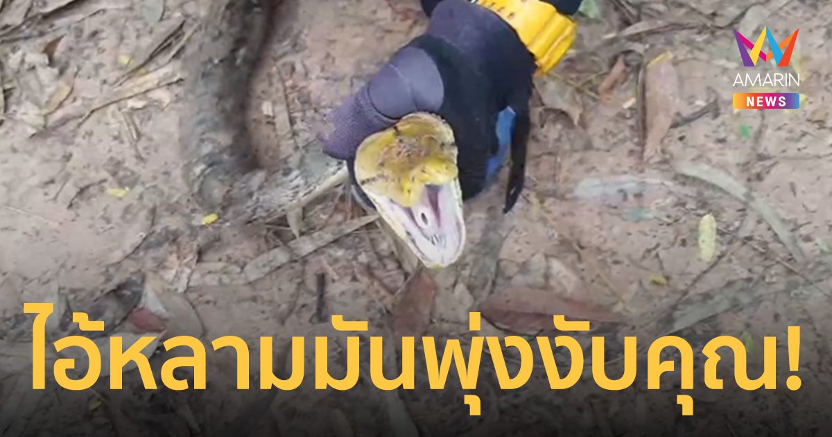 หนุ่มใหญ่ยืนฉี่ริมรั้ว เกือบโดนไอ้หลามพุ่งงับเจ้าโลก โชคดีมีตาข่ายกั้น