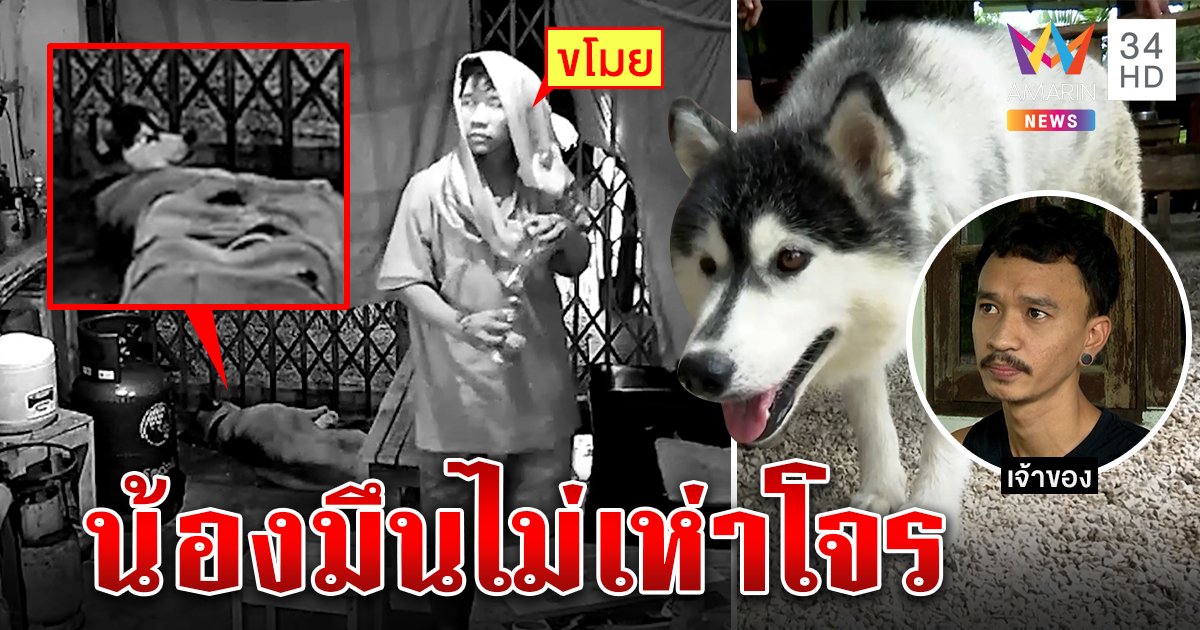 สุดมึน ไซบีเรียนซี้โจรงัดบ้าน ไม่เห่าหลับปุ๋ย เจ้าของเฉลยทำไมน้องไม่ใช่หมาบ้าพลัง (คลิป)