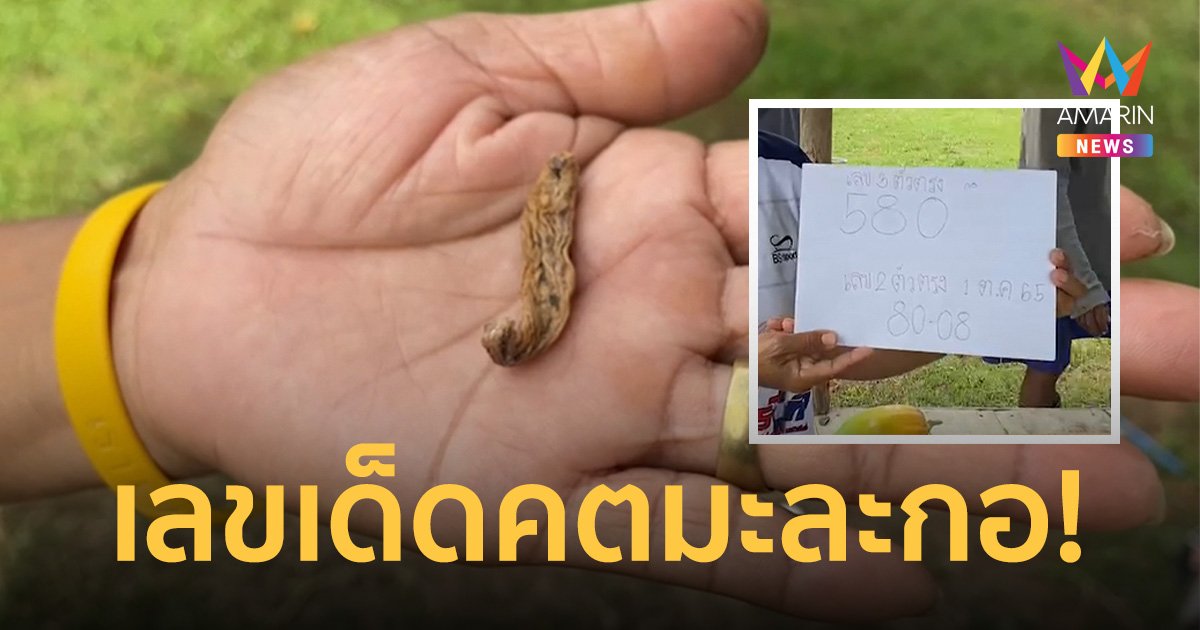 ชาวบ้านแห่ทำพิธีขอโชค คตมะละกอ ทาแป้งเลขโผล่ชัดหลังให้โชคงวดที่แล้ว