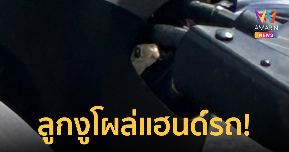 สะดุ้งโหยง! ลูกงูสิงห์ โผล่ออกมาจากแฮนด์รถ รีบจอดริมถนน แจ้งกู้ภัยช่วย