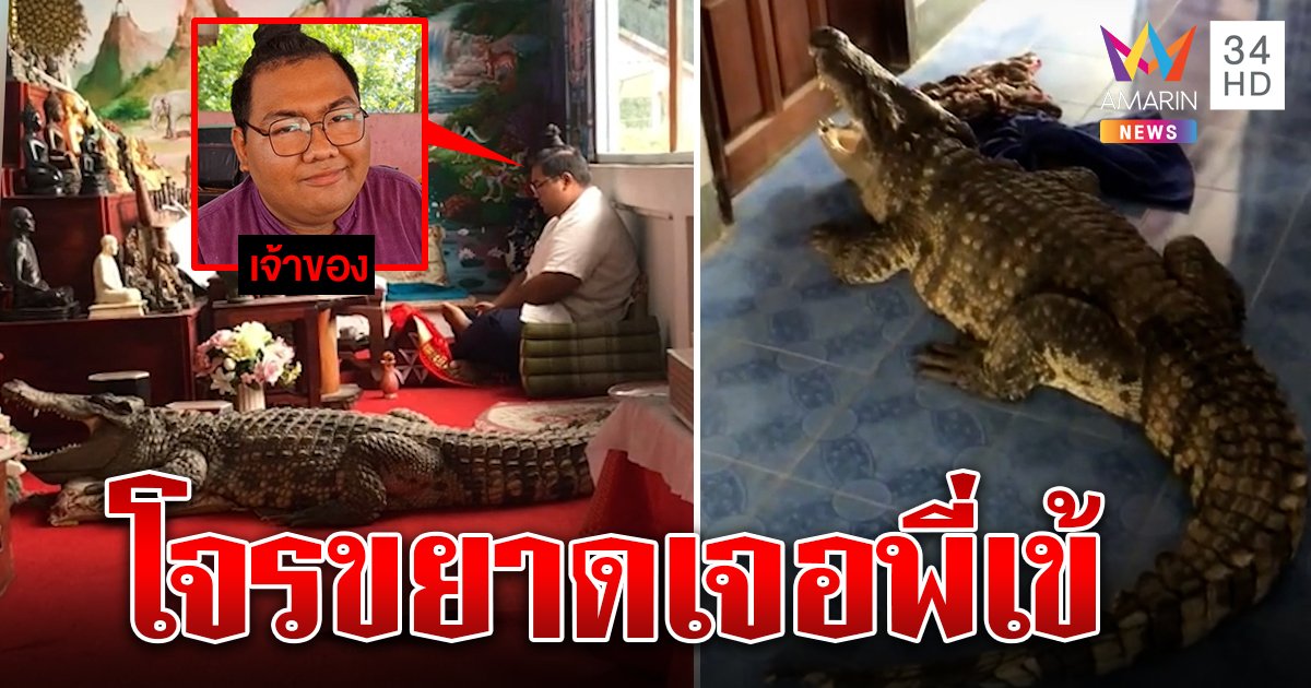 เทรนด์ใหม่! เลี้ยงไอ้เข้จับโจร ตะลึงใฝ่ธรรมนอนเฝ้าพระ ปล่อยเดินว่อนซอยไม่ขย้ำ (คลิป)