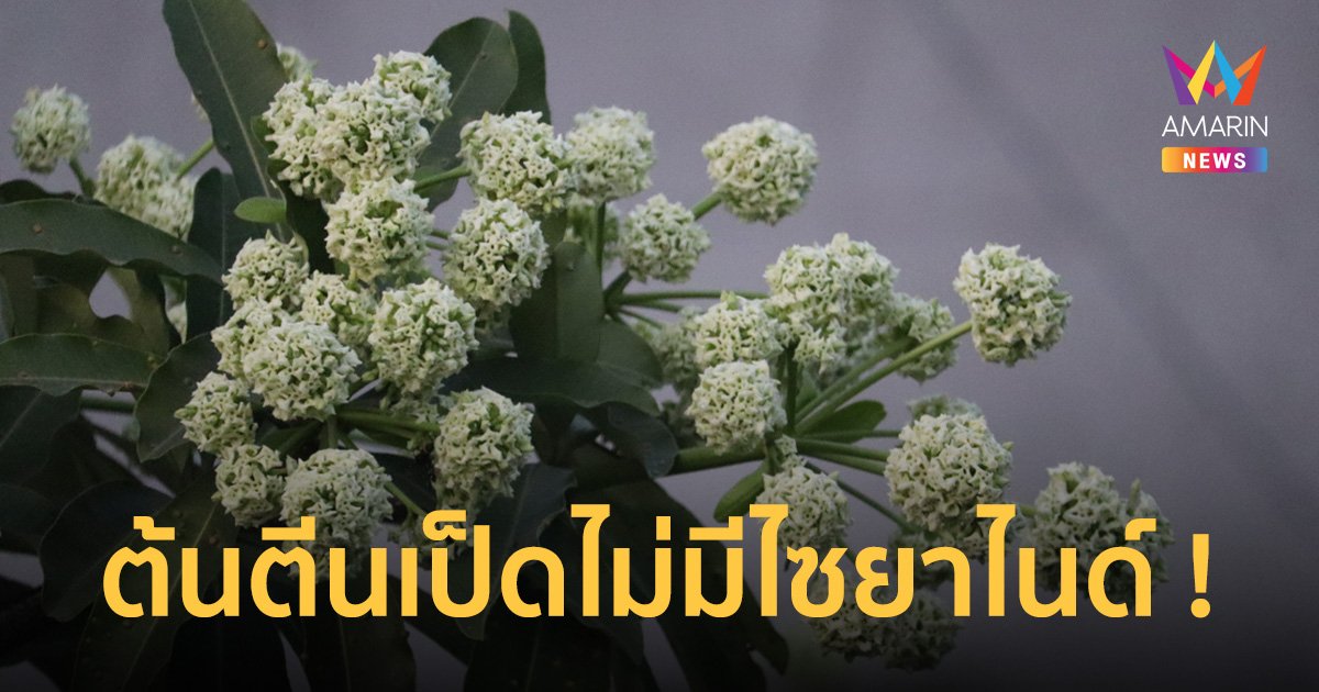 "ต้นตีนเป็ด" ไม่มีสารพิษไซยาไนด์ แค่กลิ่นเหม็น
