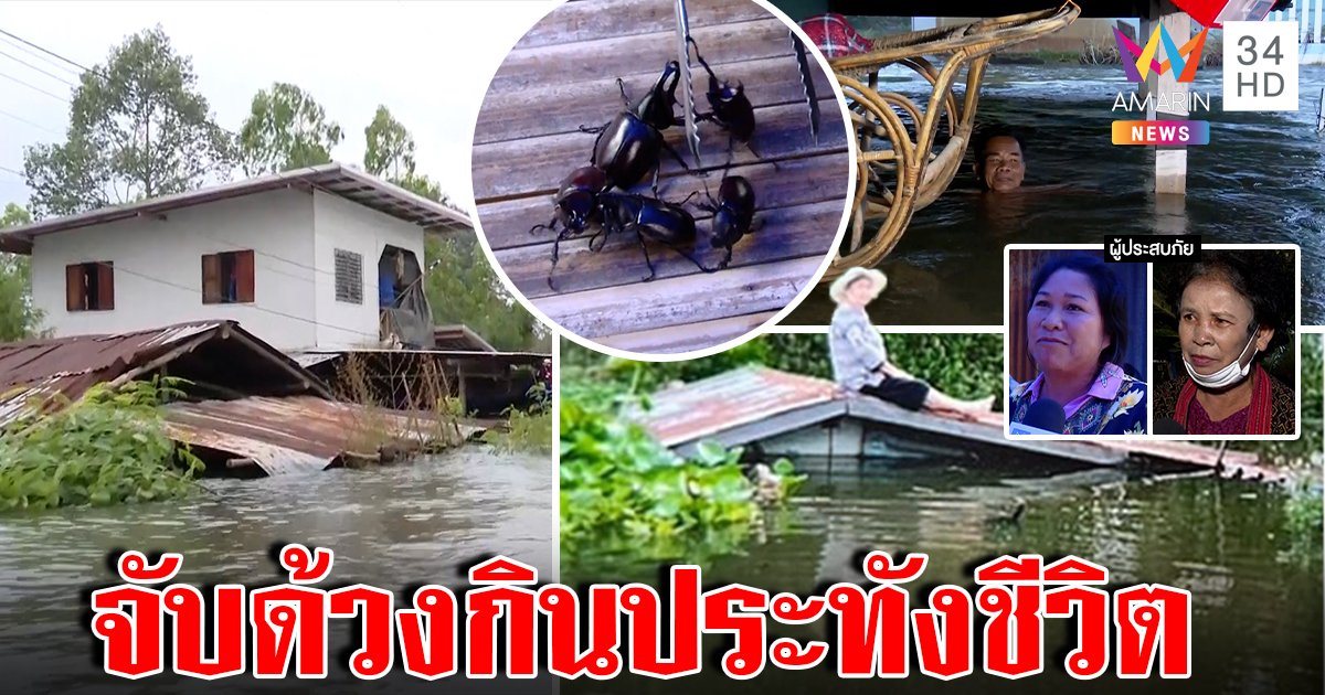 อุบลทุกข์หนักกินด้วงประทังหิว น้ำท่วมบ้านมิด ทั้งคันทั้งทุกข์ วอนขอส่งอาหารช่วย (คลิป)