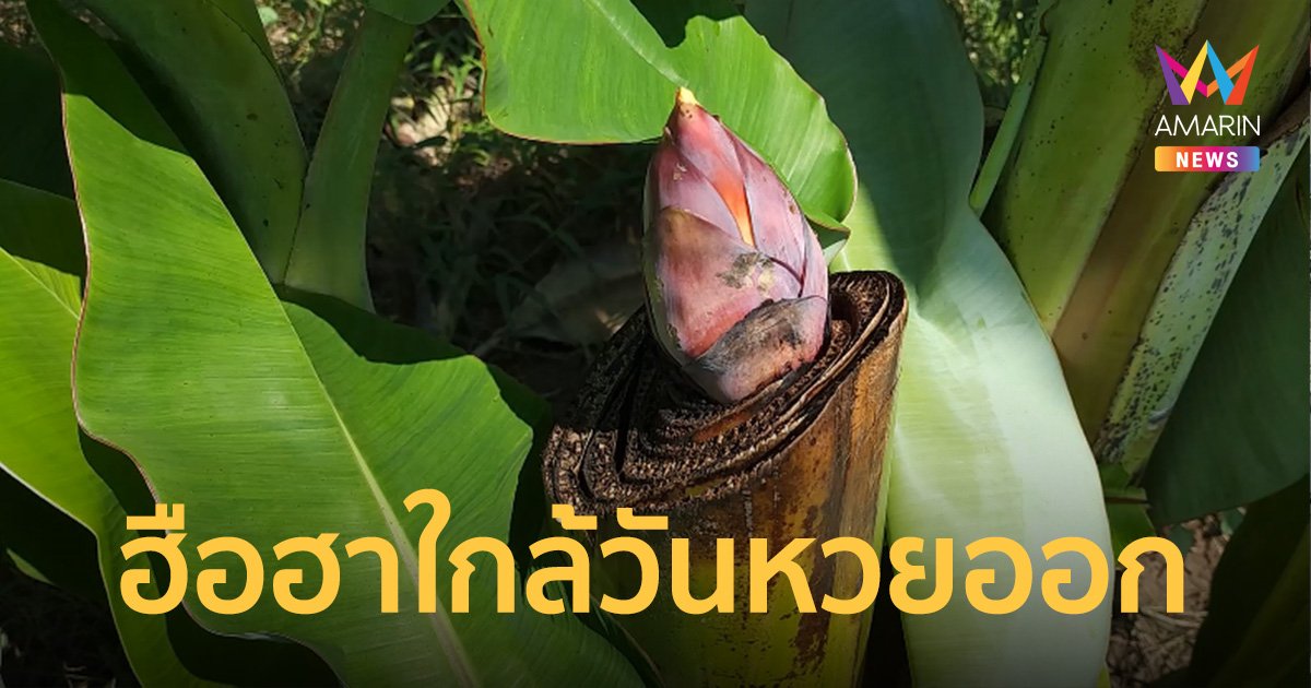 ตัดต้นกล้วยทิ้งแต่ดันแทงปลีออกเป็นรูปดอกบัว แน่นอนเลขเด็ดต้องมา