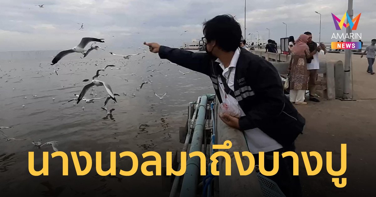 นักท่องเที่ยวตื่นตาตื่นใจ นกนางนวลฝูงแรก หนีหนาวจากไซบีเรีย มาพักที่บางปูนับพันตัว