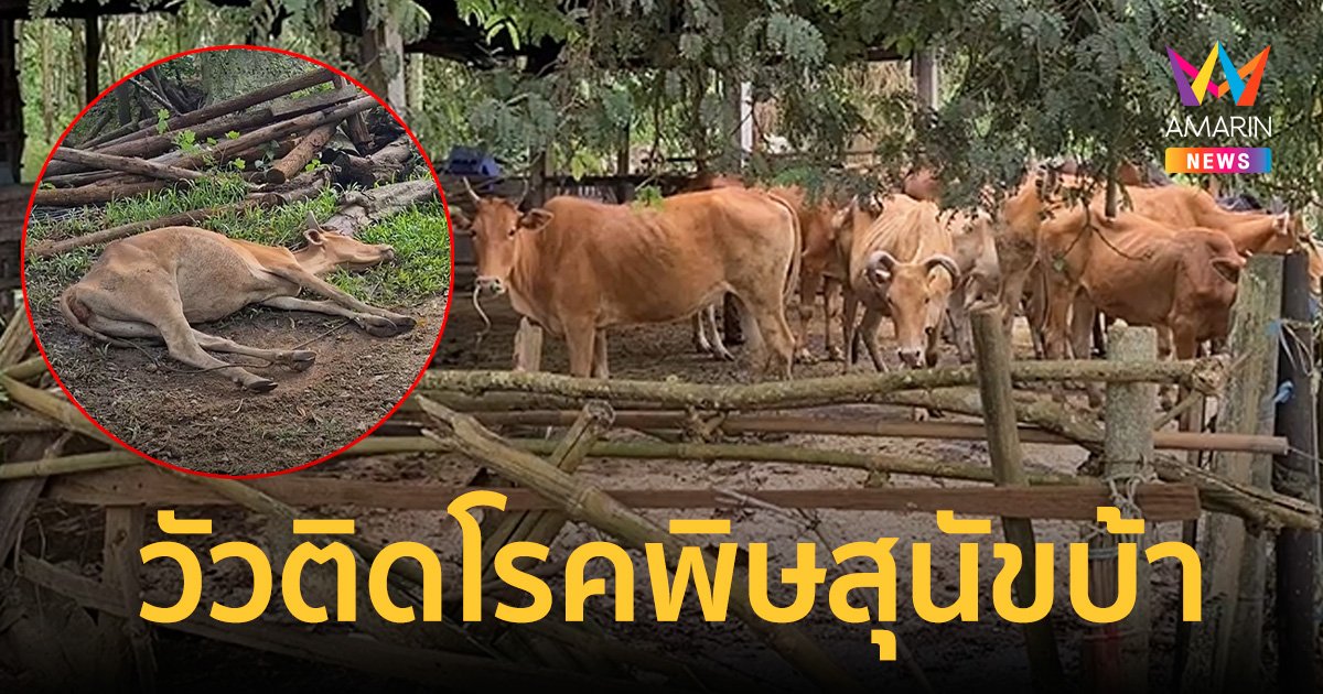 "วัวติด พิษสุนัขบ้า"ชาวบ้านสงขลาเดือดร้อนหนัก ตายกว่า 9 ตัว เสียหายนับแสน