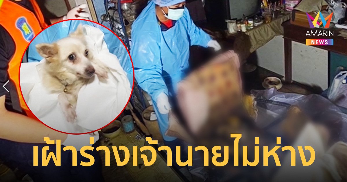 สุดเศร้า หมานอนเฝ้าศพเจ้านายไม่ห่างกว่าอาทิตย์