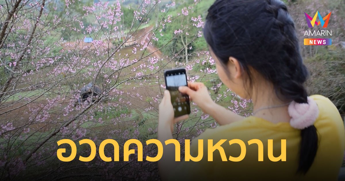 นางพญาเสือโคร่ง ปีนี้ออกดอกเร็ว เริ่มอวดความหวานสีชมพูที่อุทยานแห่งชาติภูหินร่องกล้า
