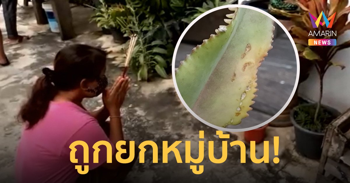 ต้นเศรษฐีพันล้านเลื้อยคล้ายเศียรพญานาค ให้โชคถูกยกหมู่บ้าน