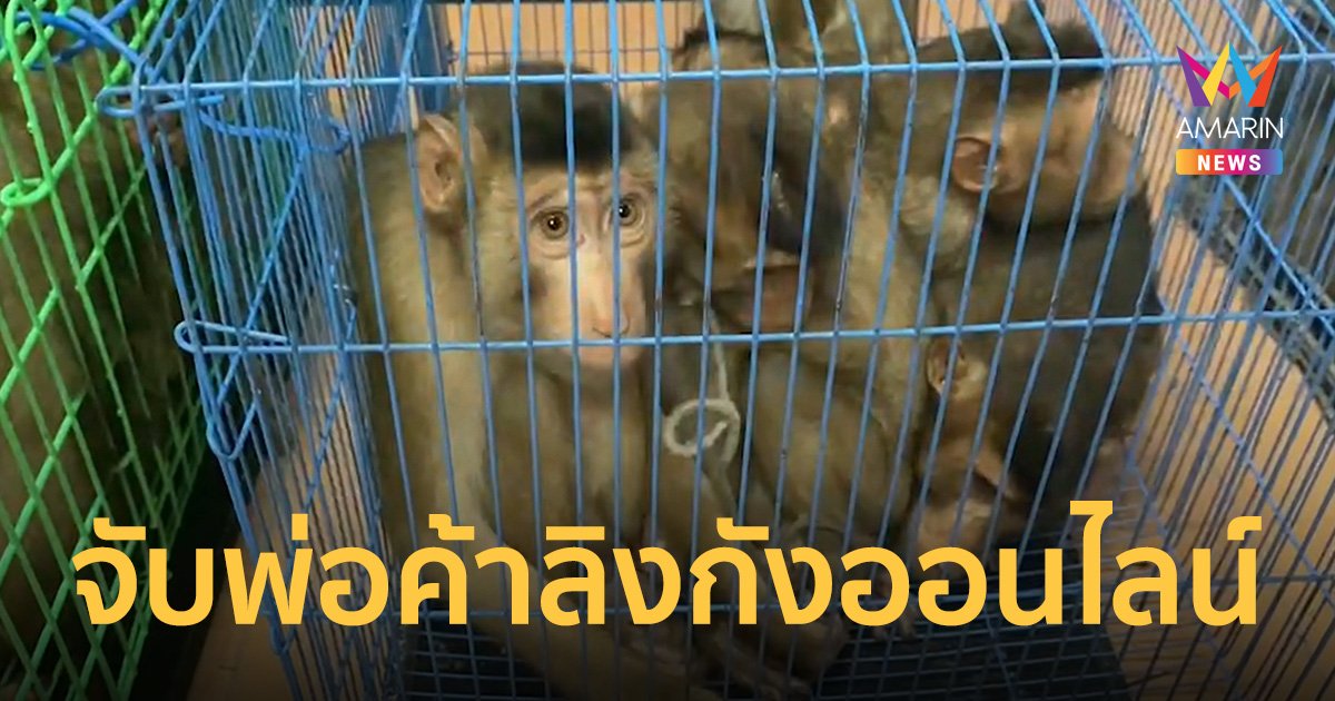 จับ 2 พ่อค้าสัตว์ป่าคุ้มครองออนไลน์ ยึดของกลางเป็นลิงกัง 21 ตัว