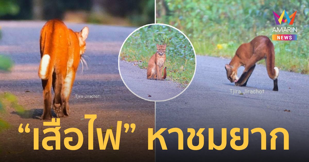 หาชมยาก "เสือไฟ" อวดโฉมโชว์นักท่องเที่ยว ในเขตรักษาพันธุ์สัตว์ป่าภูเขียว