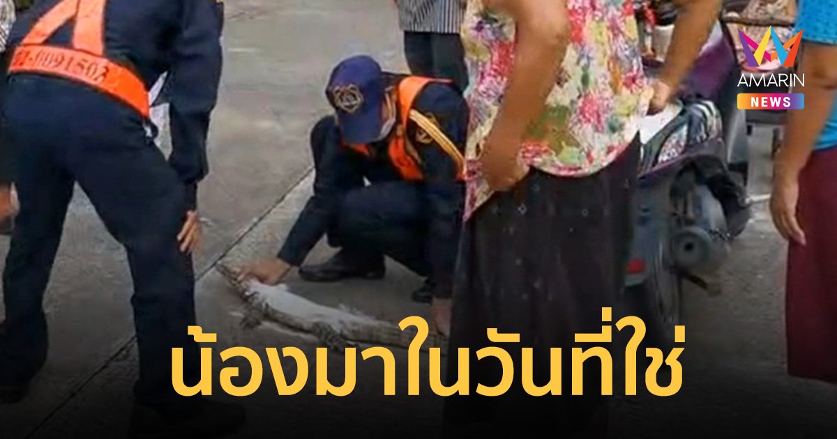 เลขเด็ด 16/11/65 ลูกตัวเงินตัวทองเข้าบ้าน จับหงายท้องโรยแป้ง เลขชัดตรงบ้านเลขที่