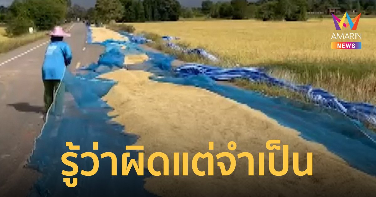 ชาวนาวอนเห็นใจ จำเป็นต้องตากข้าวบนถนน ทั้งที่รู้ผิดเพราะไม่มีที่ตาก