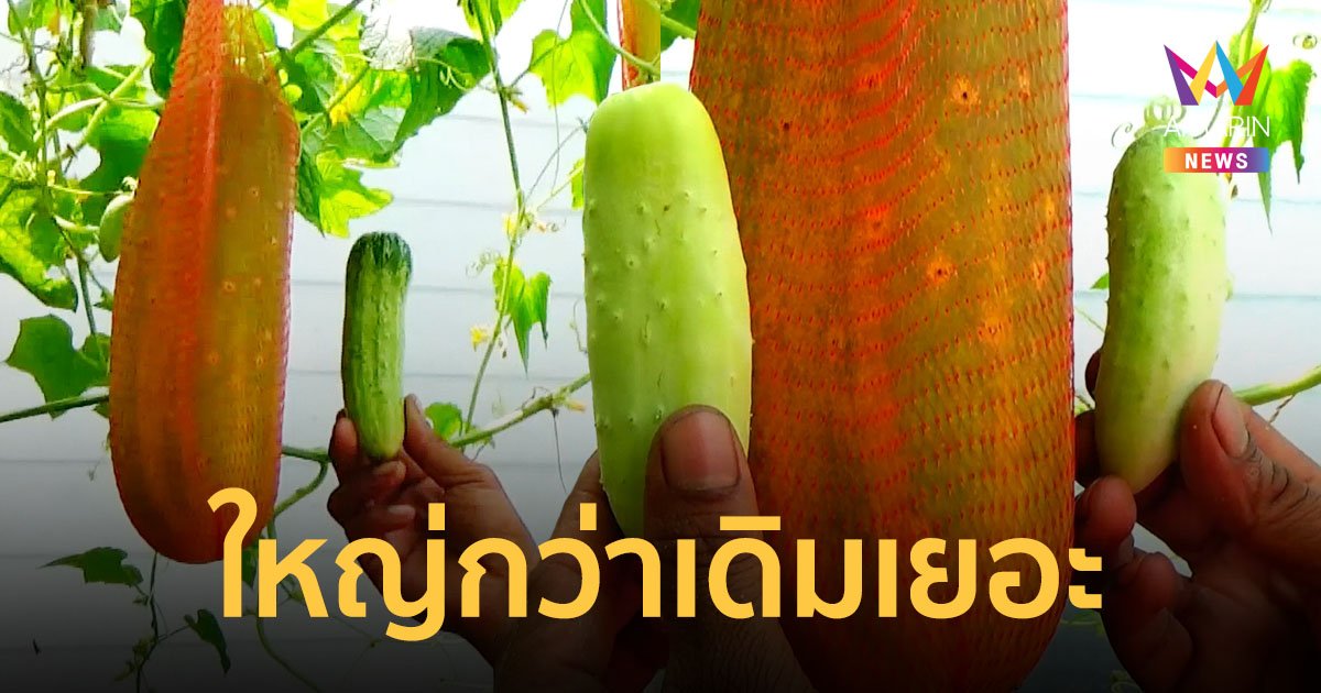 สุดทึ่ง! ใช้ปุ๋ยผิดสูตรทำแตงกวาไข่เข้กลายเป็นแตงกวายักษ์ หนักเกือบ 2 โล
