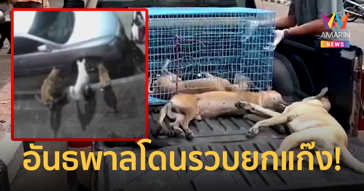 รวบหมดแก๊ง! เมืองสัตหีบร่วมปศุสัตว์ ลุยจับสุนัขจรจัดอาละวาดรถรอบคัน