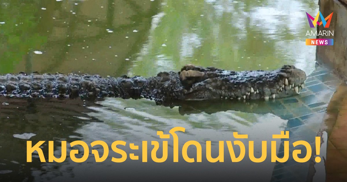 ช็อก! หมอจระเข้บึงบรระเพ็ดโดนงับมือต่อหน้านักท่องเที่ยว ขณะทำการแสดง