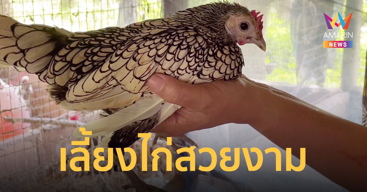 สาวออฟฟิศใช้เวลาว่างเพาะพันธุ์ไก่ดำและไก่สวยงาม ส่งขายในและต่างประเทศ รายได้ดี