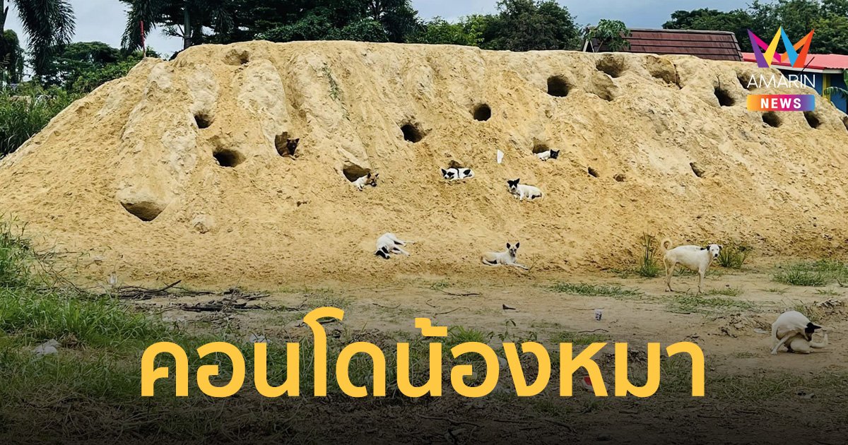ไวรัลกระจาย! แห่เอ็นดูแก๊งน้องหมา ขุดทรายเป็นรู อยู่กันเหมือนคอนโดมิเนียม