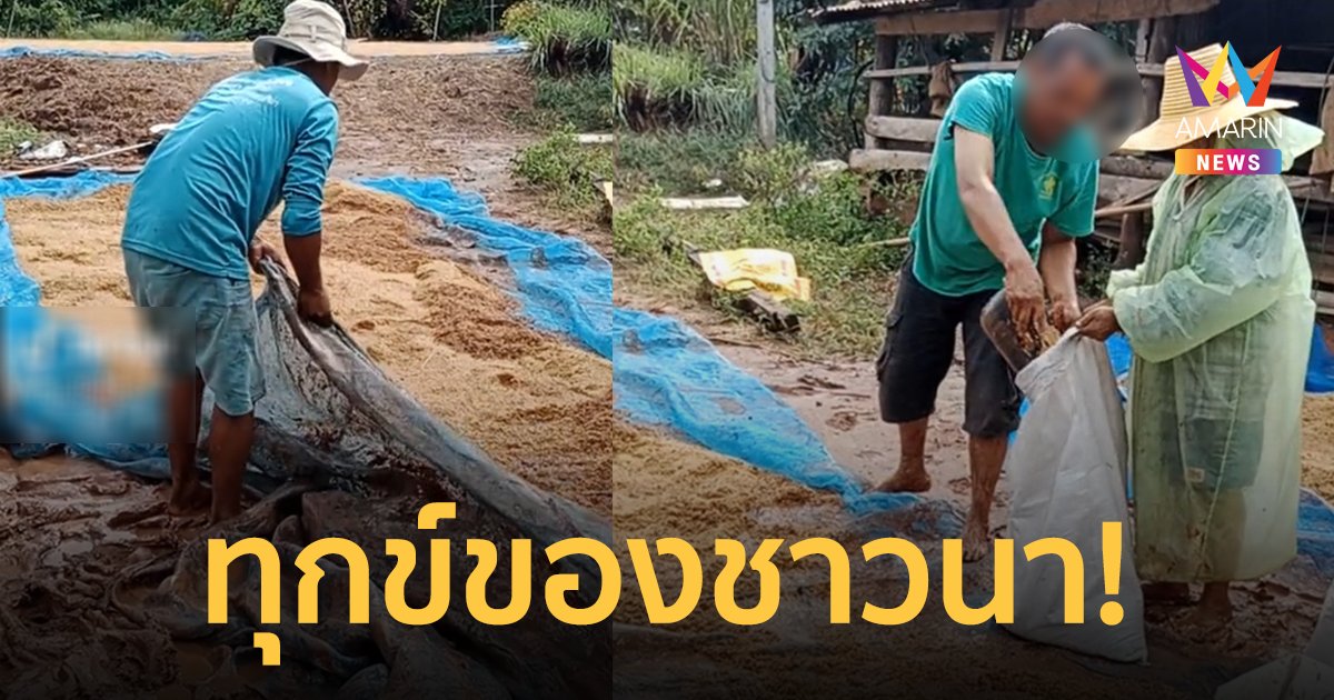 เก็บไม่ทันฝนกระหน่ำก่อน! ชาวนาเก็บข้าวในกองโคลนหลังฝนตกอย่างหนัก