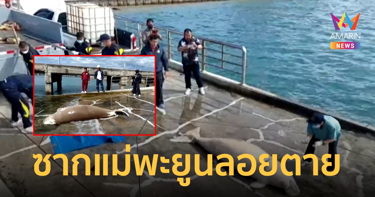 สุดเศร้า! พบซากแม่พะยูนขนาดใหญ่ลอยตายริมอ่าวสัตหีบ