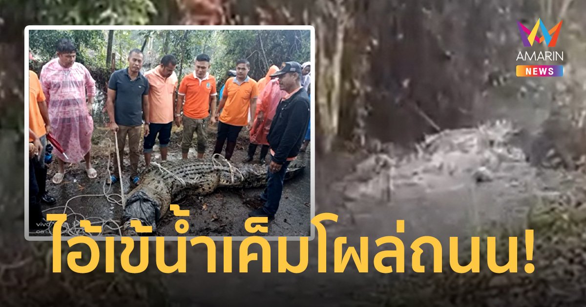 ไอเข้ยาว 4 เมตร โผล่ข้างถนน ชาวบ้าน-จนท. ช่วยกันจับ ชุดไกรทองรับไปดูแล