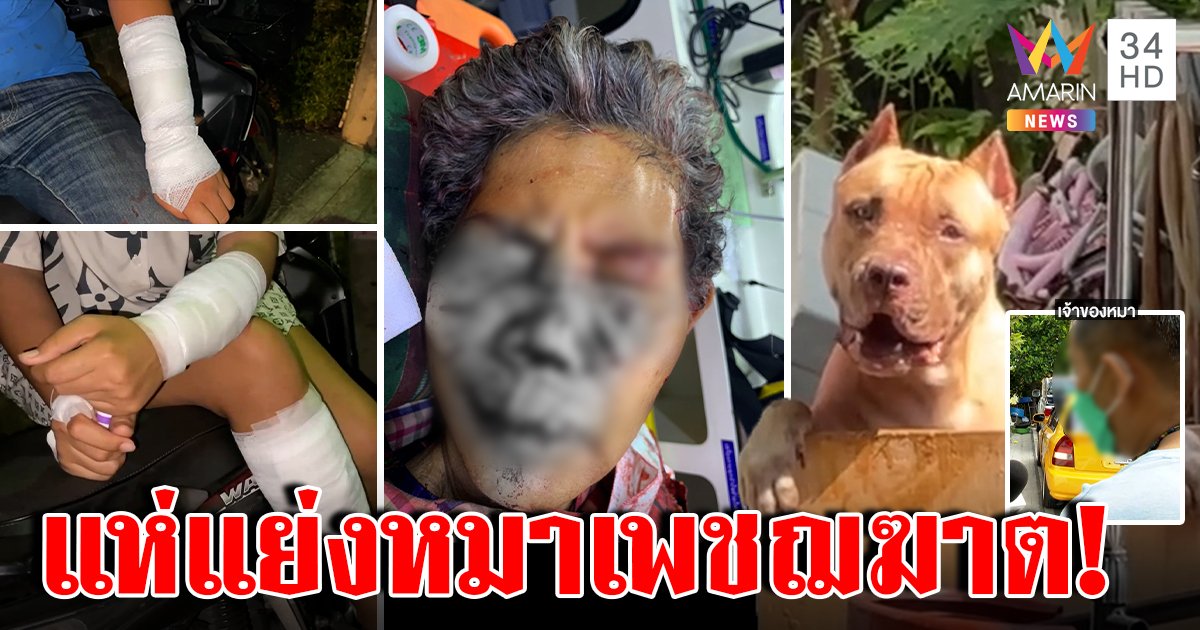 เลิกเลี้ยง! พิตบูลโหดขย้ำแม่เจ้าของหน้าเหวอะ ตกใจคนเถียงกัน มนุษย์ชอบลองโผล่ขอดูแลต่อ (คลิป)