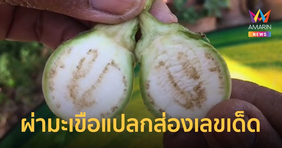 ชาวบ้านฮือฮา! มะเขือแปลก ผ่าส่องเลขเด็ดขึ้นชัดเจน 3 ตัว