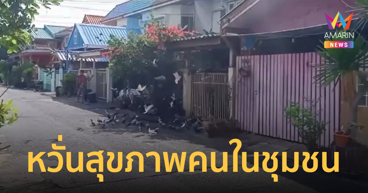 จ่อเอาผิด ผอ.ให้อาหารนกพิราบ หลังเดือดร้อนชาวบ้านกว่า 30 หลังคาเรือน