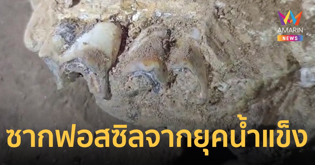 พบซากฟอสซิลฟันกรามแรด ในถ้ำ จ.กระบี่ คาดอายุ 80,000-200,000 ปี