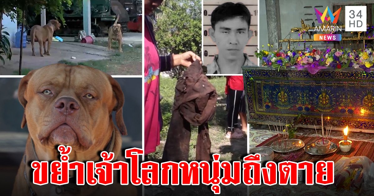 3 พิตบูลพิฆาตขย้ำหนุ่มจู๋ขาดเสียเลือดจนตาย เจ้าของผวาตัดใจทิ้ง (คลิป)