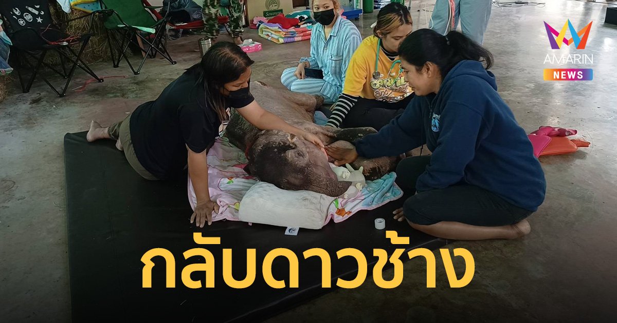ทีมแพทย์สุดยื้อ! "น้องธันวา" ช้างป่าล้มแล้ว หลังป่วยท้องร่วง