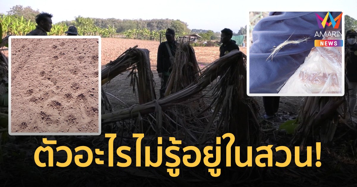 ชาวบ้านผวา! เจอรอยเท้า ขนสัตว์ปริศนาบุกสวนกล้วย กัดฉีกล้มหลายต้น