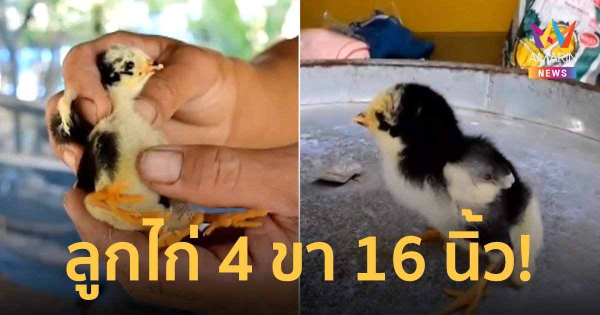 ฮือฮา! ลูกไก่ฟักออกมา มี 4 ขา 16 นิ้ว เชื่อมาให้โชค ลั่นไม่ขายแน่นอน