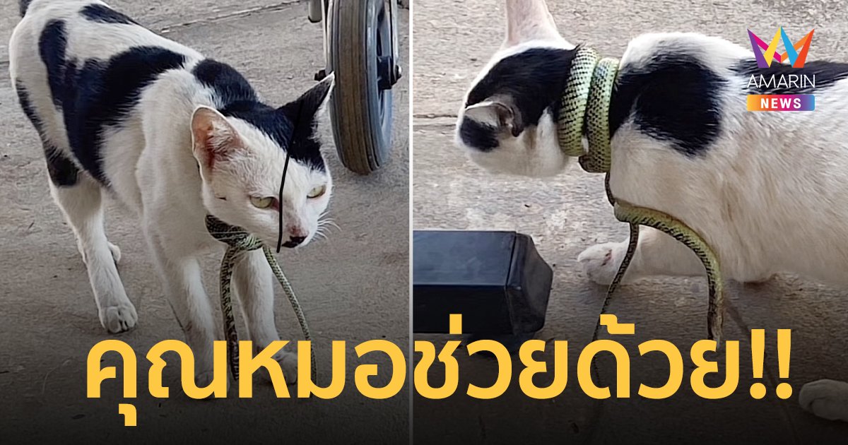 เผยนาทีช่วยชีวิตเจ้าเหมียวถูกงูรัดคอ เดินเข้ามา รพ.หวังให้หมอช่วย