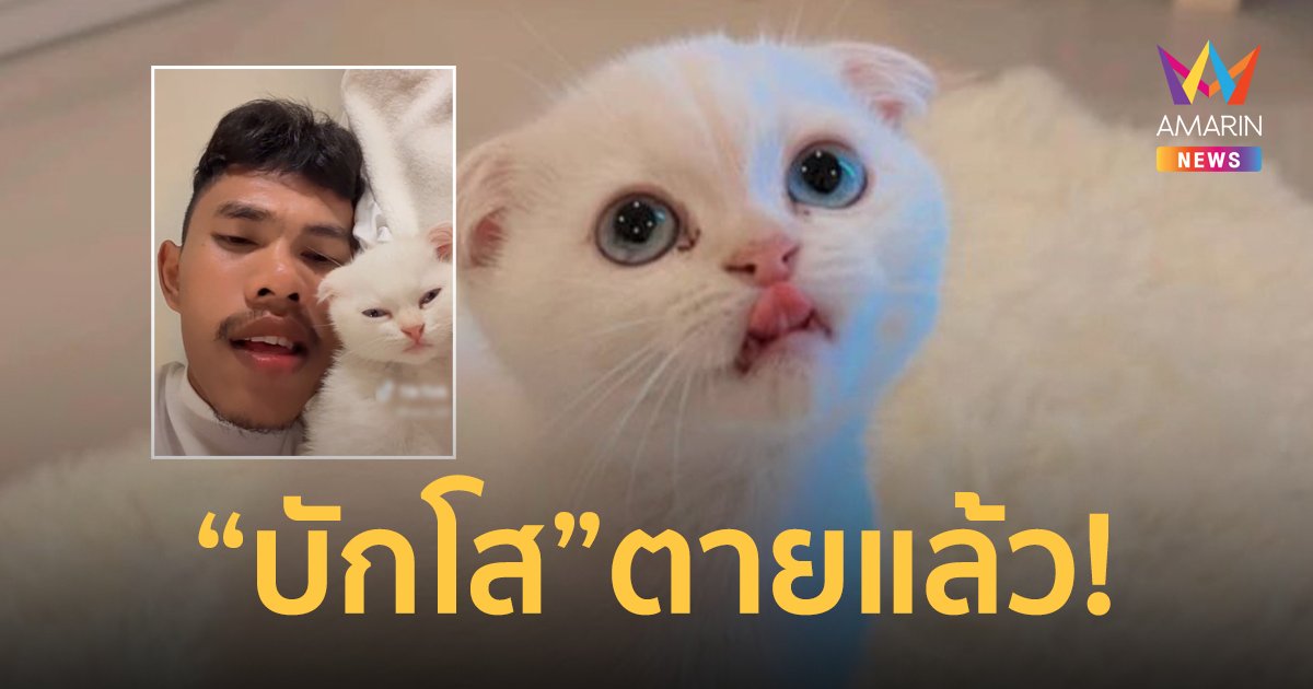 บักโสตายแล้ว! เจ้าของเล่าทั้งน้ำตา แมวน้อยแสนรู้สุดน่ารักถูกหมาขย้ำตาย