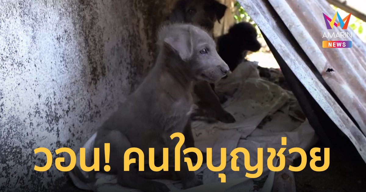 สุดสงสาร! พบลูกหมา 3 ตัวถูกยัดใส่กระสอบทิ้งถังขยะริมถนน