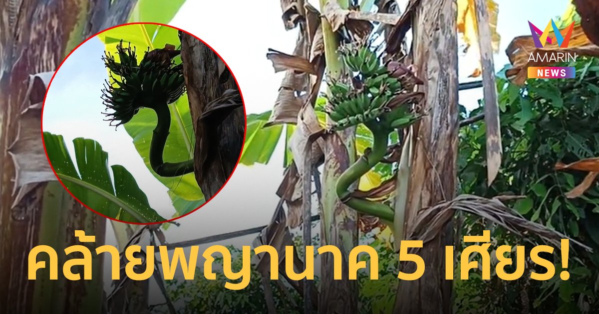 ฮือฮา! กล้วยประหลาดแทงเครือกลางลำต้น ชูหวีขึ้นฟ้าคล้ายพญานาค 5 เศียร