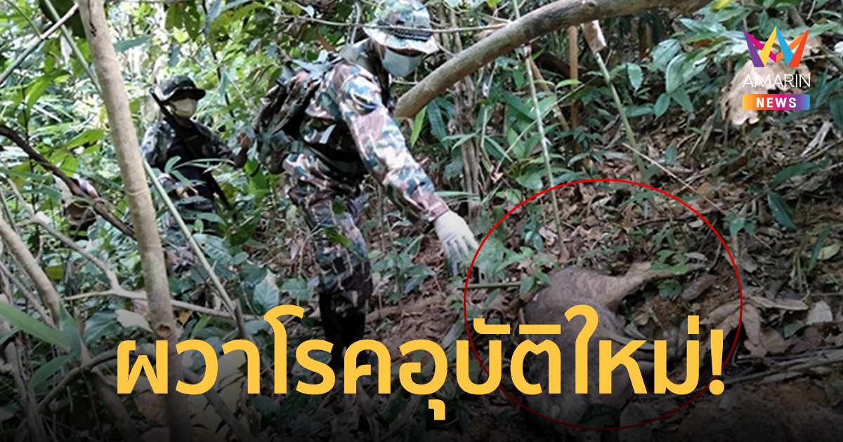 ผวาโรคอุบัติใหม่!  หมูป่าตายปริศนาเกลื่อนอุทยานนับ 10 ตัว