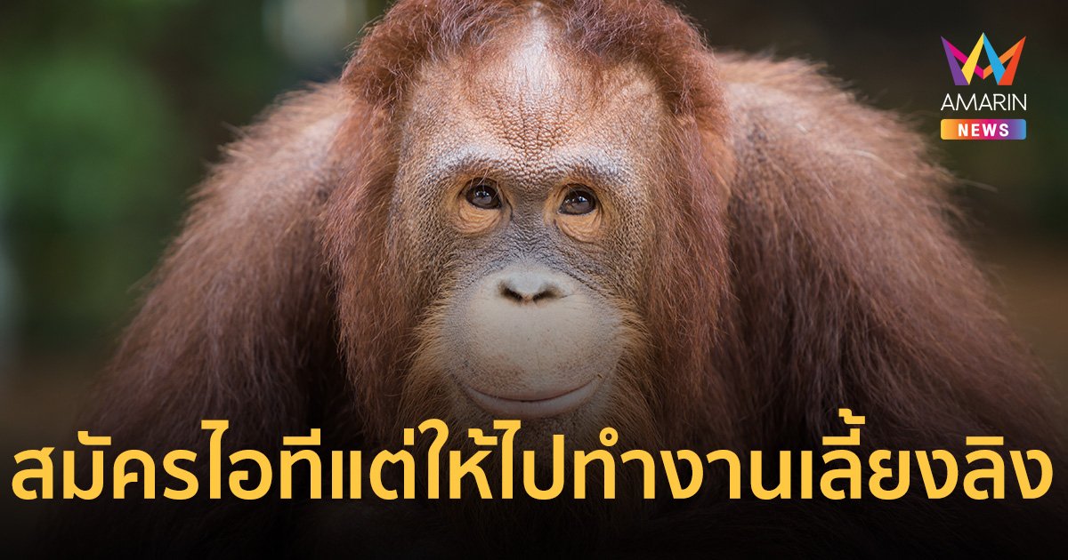 หนุ่มสมัครงานไอที สวนสัตว์ HR บอกจบไม่ตรงสาย ให้ทำตำแหน่ง "เลี้ยงลิง"