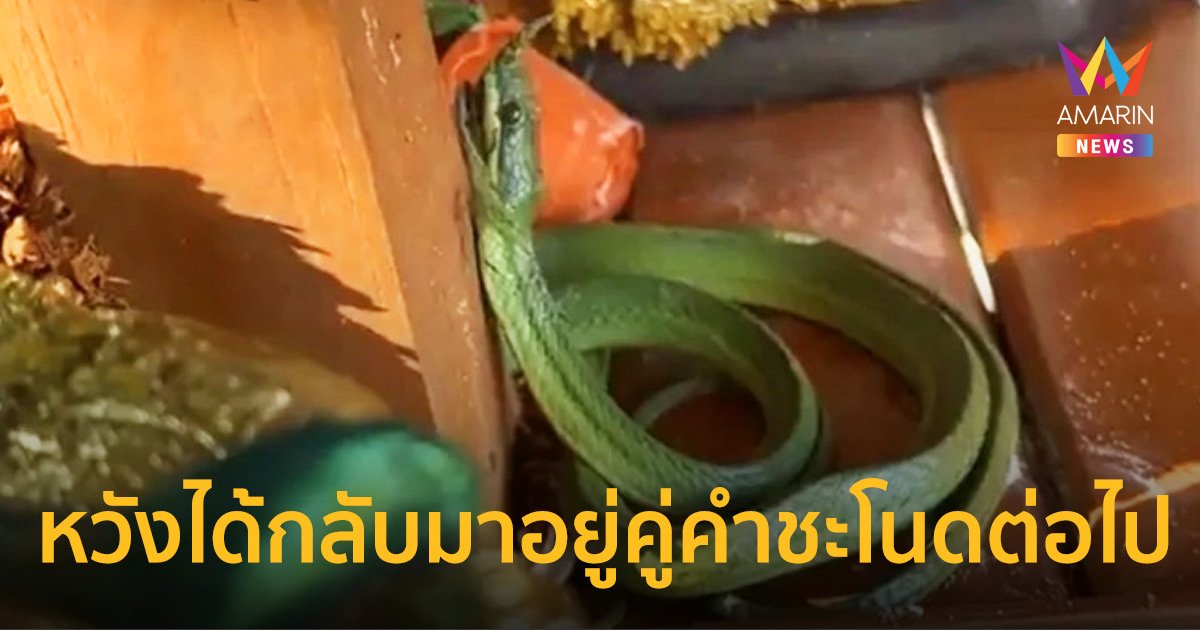 ชาวบ้านพาเจ้างูเขียวคำชะโนดหลังมีอาการป่วยผอมลง-ไม่มีแรงกินอะไร