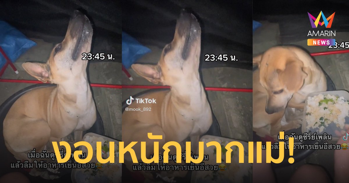 "อีสวย" น้องหมาแสนงอนเจ้าของลืมให้ข้าว ให้ดึกไม่พอเนื้อสักชิ้นก็ไม่มี!