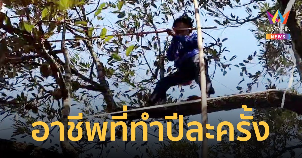 "โยงกิ่งทุเรียน" หนึ่งปีมีแค่ครั้งเดียว ปีนมือเปล่าเสี่ยงตายไร้เซฟตี้ แต่มีรายได้สูง
