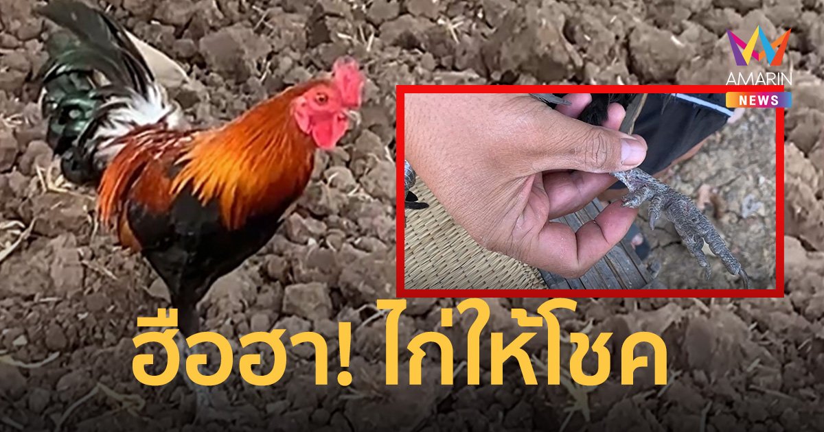 ฮือฮา! ไก่ 6 นิ้ว เจ้าของเชื่อให้โชค ถูกลอตเตอรี่มาแล้วหลายหมื่นบาท   