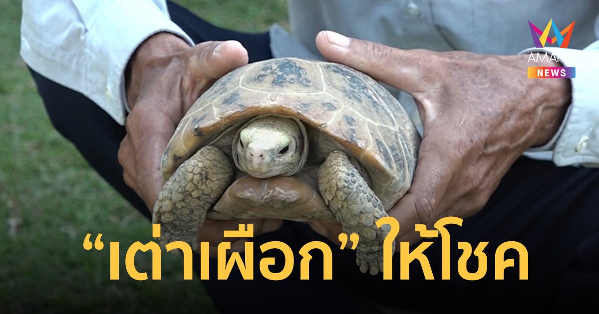 “เต่าเผือก” คลานเข้า “ศาลพระภูมิ” เชื่อให้โชค เลขเด็ดงวดนี้